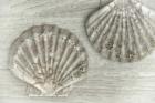 Two King Scallop Shells