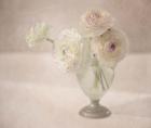 White Persian Buttercups Posy