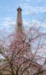 Eiffel Tower with Blossoming Cherry Tree