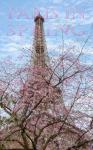 Eiffel Tower with Blossoming Cherry