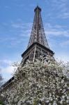 Eiffel Tower with Blossoming Magnolia