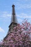 Eiffel Tower with Pink Magnolia Tree