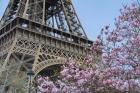 Eiffel Tower with Pink Magnolia