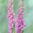 Foxgloves