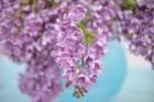 Lilacs in Blue Vase I