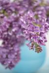 Lilacs in Blue Vase II