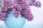 Lilacs in Blue Vase III