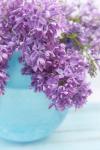 Lilacs in Blue Vase IV