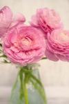 Pink Buttercups in Glass I