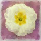 Primrose White