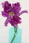 Purple Parrot Tulip