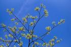 Maple Flowers