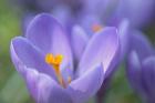 Purple Crocus