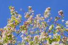 Spring Apple Blossom