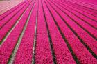Tulip Field Hot Pink