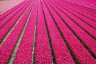 Tulip Field Hot Pink