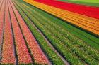 Tulip Field In Orang, Red And Green