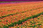 Tulip Field Orange