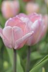 Tulip Flower Baronesse
