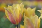 Tulip Flower Blushing Beauty