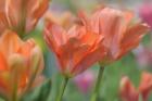 Tulip Flower Orange Wings