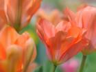 Tulip Flower Orange Wings