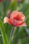 Tulip Flower Parabola