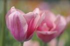 Tulip Flower Pink Mirella