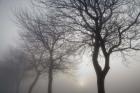 Hazy Dawn with Tree Tree Silhouettes B&W