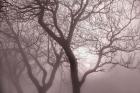 Hazy Dawn with Tree Tree Silhouettes