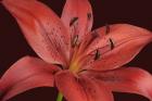 Red Lily