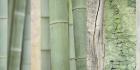 Green Bamboo Collage