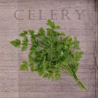 Classic Herbs Celery