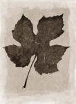 Sepia Grape Leaf