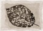 Sepia Leaf