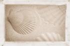 White Shells and Sand