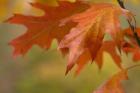 Autumn American Oak Leaves