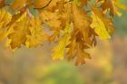 Autumn Oak Leaves