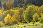 Autumn Trees