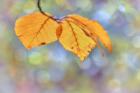 Beech Leaves