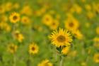 Sunflower Field