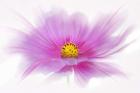 Dancing Flower Deep Pink Cosmos