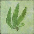 Fern Series Vintage II