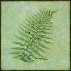 Fern Series Vintage III
