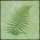 Fern Series Vintage III