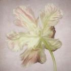 Pink Parrot Tulip Painting II