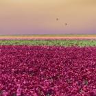 Carmine Tulip Field