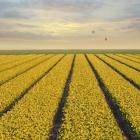 Daffodil Fields