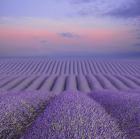 Lavender Field at Dusk