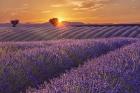 Lavender Field at Sunset